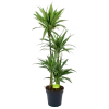 Dracaena White Stripe - Op Stam - Drakenbloedboom - P27 H150 - Kamerplant 2 Dracaena White Stripe - Op Stam - Drakenbloedboom - P27 H150 - Kamerplant -Tuin & Buiten Korting Winkel dracaena white stripe op stam drakenbloedboom p27 h150 1 2