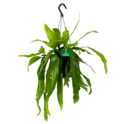 Epiphyllum Pumilum - In Hangpot - P17 H40 - Kamerplant