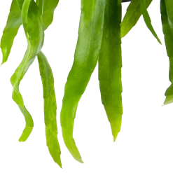 Epiphyllum Pumilum - In Hangpot - P17 H40 - Kamerplant -Tuin & Buiten Korting Winkel epiphyllum pumilum in hangpot p17 h40 6 1