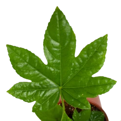 Fatsia Japonica - Vingerplant - P19 H60 - Kamerplant -Tuin & Buiten Korting Winkel fatsia japonica vingerplant p19 h60 4