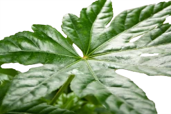 Fatsia Japonica - Vingerplant - P19 H60 - Kamerplant -Tuin & Buiten Korting Winkel fatsia japonica vingerplant p19 h60 5