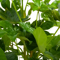 Fatsia Japonica - Vingerplant - P19 H60 - Kamerplant -Tuin & Buiten Korting Winkel fatsia japonica vingerplant p19 h60 6