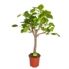 Ficus Altissima - Vertakt - P27 H130 - Kamerplant -Tuin & Buiten Korting Winkel ficus altissima vertakt p27 h130 1