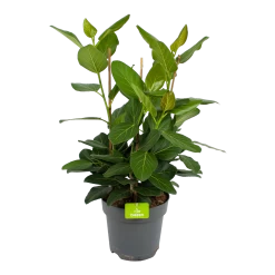 Ficus Benghalensis Audrey - Groene Vijg - Toef - P27 H80 - Kamerplant