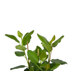 Ficus Benghalensis Audrey - Groene Vijg - Toef - P27 H80 - Kamerplant -Tuin & Buiten Korting Winkel ficus benghalensis audrey groene vijg toef p27 h80 kamerplant 4