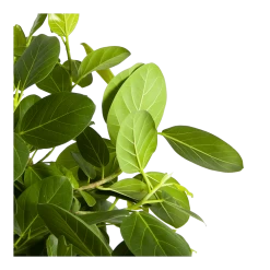 Ficus Benghalensis Audrey Op Stam - Groene Vijg - P31 H120 - Kamerplant -Tuin & Buiten Korting Winkel ficus benghalensis audrey op stam groene vijg p31 h120 3