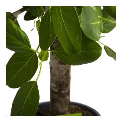 Ficus Benghalensis Audrey Op Stam - Groene Vijg - P31 H120 - Kamerplant -Tuin & Buiten Korting Winkel ficus benghalensis audrey op stam groene vijg p31 h120 4
