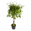 Ficus Benjamina Exotica Op Gevlochten Stam - Treurvijg - P24 H100 - Kamerplant 2 Ficus Benjamina Exotica Op Gevlochten Stam - Treurvijg - P24 H100 - Kamerplant -Tuin & Buiten Korting Winkel ficus benjamina exotica op gevlochten stam treurvijg p24 h100 1