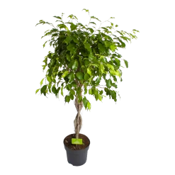 Ficus Benjamina Exotica Op Gevlochten Stam - Treurvijg - P24 H100 - Kamerplant