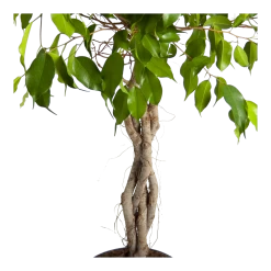 Ficus Benjamina Exotica Op Gevlochten Stam - Treurvijg - P24 H100 - Kamerplant -Tuin & Buiten Korting Winkel ficus benjamina exotica op gevlochten stam treurvijg p24 h100 3