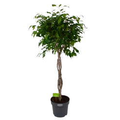 Ficus Benjamina Exotica Op Gevlochten Stam - Treurvijg - P27 H140 - Kamerplant