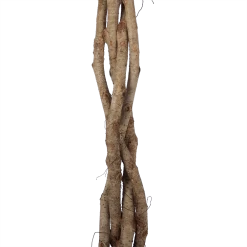 Ficus Benjamina Exotica Op Gevlochten Stam - Treurvijg - P27 H140 - Kamerplant -Tuin & Buiten Korting Winkel ficus benjamina exotica op gevlochten stam treurvijg p27 h140 6