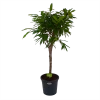 Ficus Binnendijkii Amstel King Op Stam - Treurvijg - P31 H140 - Kamerplant 1 Ficus Binnendijkii Amstel King Op Stam - Treurvijg - P31 H140 - Kamerplant -Tuin & Buiten Korting Winkel ficus binnendijkii amstel king op stam treurvijg p31 h140 1