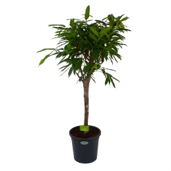 Ficus Binnendijkii Amstel King Op Stam - Treurvijg - P31 H140 - Kamerplant