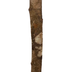 Ficus Binnendijkii Amstel King Op Stam - Treurvijg - P31 H140 - Kamerplant -Tuin & Buiten Korting Winkel ficus binnendijkii amstel king op stam treurvijg p31 h140 6