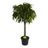 Ficus Binnendijkii Amstel King Op Stam - Treurvijg - P40 H170 - Kamerplant -Tuin & Buiten Korting Winkel ficus binnendijkii amstel king op stam treurvijg p40 h170 1
