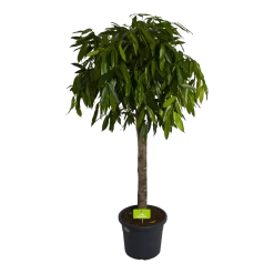 Ficus Binnendijkii Amstel King Op Stam - Treurvijg - P40 H170 - Kamerplant
