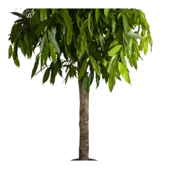 Ficus Binnendijkii Amstel King Op Stam - Treurvijg - P40 H170 - Kamerplant -Tuin & Buiten Korting Winkel ficus binnendijkii amstel king op stam treurvijg p40 h170 4