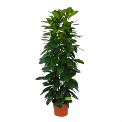 Voorkant -Tuin & Buiten Korting Winkel ficus cyathistipula groene vijg op zuil p29 h150 1