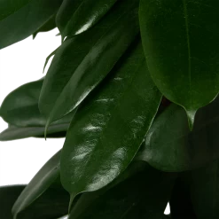 Ficus Cyathistipula - Groene Vijg - Op Zuil - P29 H150 - Kamerplant -Tuin & Buiten Korting Winkel ficus cyathistipula groene vijg op zuil p29 h150 5