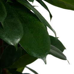 Ficus Cyathistipula - Groene Vijg - Op Zuil - P29 H150 - Kamerplant -Tuin & Buiten Korting Winkel ficus cyathistipula groene vijg op zuil p29 h150 6