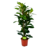 Ficus Cyathistipula - Groene Vijg - Toef - P21 H105 - Kamerplant -Tuin & Buiten Korting Winkel ficus cyathistipula groene vijg toef p21 h105 1 1