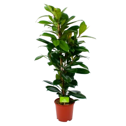 Ficus Cyathistipula - Groene Vijg - Toef - P21 H105 - Kamerplant