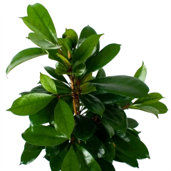 Ficus Cyathistipula - Groene Vijg - Toef - P21 H105 - Kamerplant -Tuin & Buiten Korting Winkel ficus cyathistipula groene vijg toef p21 h105 6 1