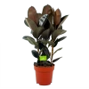 Ficus Elastica Abidjan - Rubberboom - P27 H100 - Kamerplant -Tuin & Buiten Korting Winkel ficus elastica abidjan treurvijg p27 h100 4