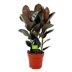 Ficus Elastica Abidjan - Rubberboom - P27 H100 - Kamerplant