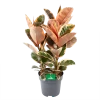 Ficus Elastica Belize - Rubberboom - P27 H100 - Kamerplant