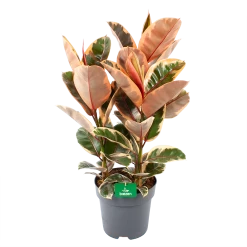 Ficus Elastica Belize - Rubberboom - P27 H100 - Kamerplant
