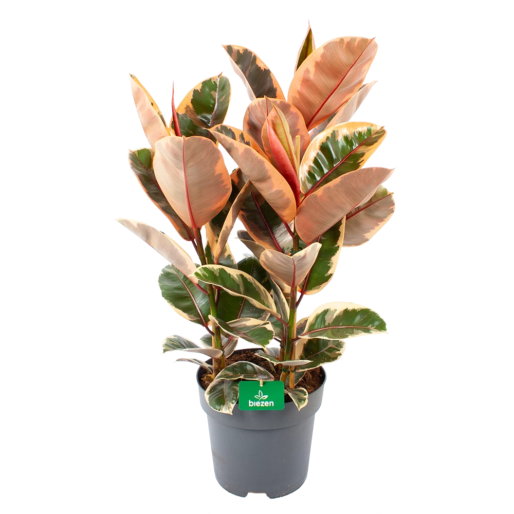 Ficus Elastica Belize - Rubberboom - P27 H100 - Kamerplant 3 Ficus Elastica Belize - Rubberboom - P27 H100 - Kamerplant