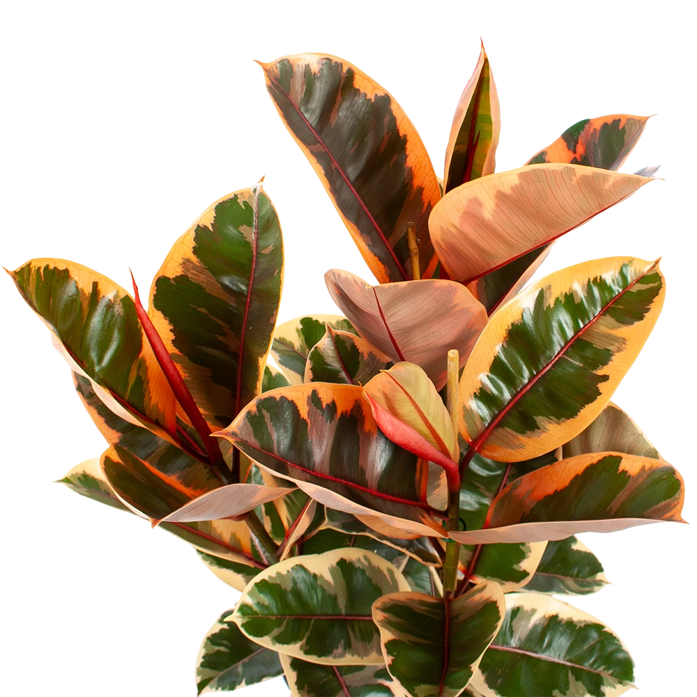 Ficus Elastica Belize - Rubberboom - P27 H100 - Kamerplant 4 Ficus Elastica Belize - Rubberboom - P27 H100 - Kamerplant - Afbeelding 2