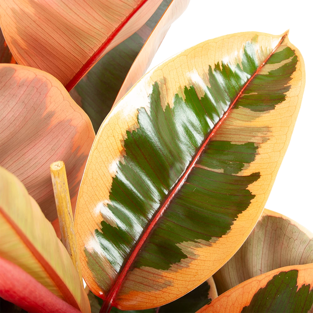 Ficus Elastica Belize - Rubberboom - P27 H100 - Kamerplant 5 Ficus Elastica Belize - Rubberboom - P27 H100 - Kamerplant - Afbeelding 3