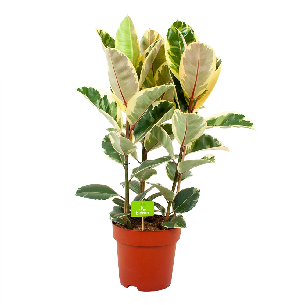 Ficus Elastica Tineke - Rubberboom - P27 H100 - Kamerplant 3 Ficus Elastica Tineke - Rubberboom - P27 H100 - Kamerplant