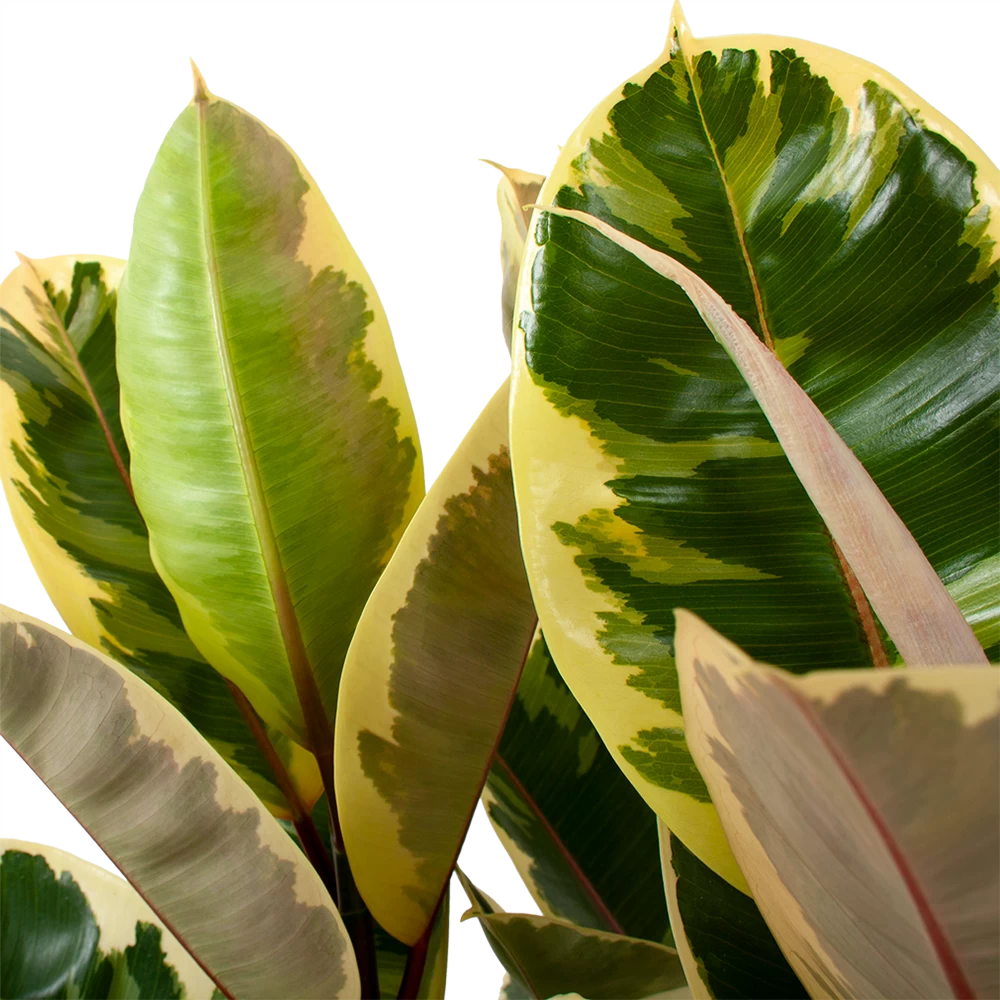 Ficus Elastica Tineke - Rubberboom - P27 H100 - Kamerplant 4 Ficus Elastica Tineke - Rubberboom - P27 H100 - Kamerplant - Afbeelding 2