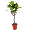 Ficus Lyrata Op Stam - Tabaksplant - P30 H150 - Kamerplant