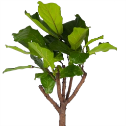 Ficus Lyrata Op Stam - Tabaksplant - P30 H150 - Kamerplant -Tuin & Buiten Korting Winkel ficus lyrata op stam tabaksplant p30 h150 kamerplant 3