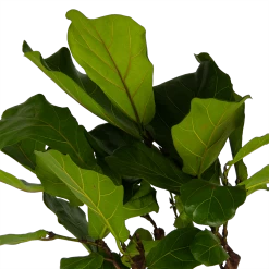 Ficus Lyrata Op Stam - Tabaksplant - P30 H150 - Kamerplant -Tuin & Buiten Korting Winkel ficus lyrata op stam tabaksplant p30 h150 kamerplant 4