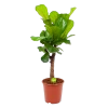 Ficus Lyrata Vertakt - Tabaksplant - P27 H110 - Kamerplant -Tuin & Buiten Korting Winkel ficus lyrata tabaksplant p27 h110 1 1