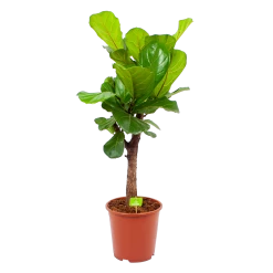 Ficus Lyrata Vertakt - Tabaksplant - P27 H110 - Kamerplant