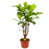 Ficus Lyrata Vertakt - Tabaksplant - P40 H160 - Kamerplant -Tuin & Buiten Korting Winkel ficus lyrata tabaksplant p40 h160 1 1