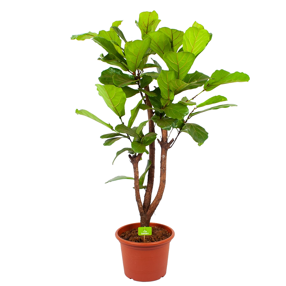 Ficus Lyrata Vertakt - Tabaksplant - P40 H160 - Kamerplant 3 Ficus Lyrata Vertakt - Tabaksplant - P40 H160 - Kamerplant