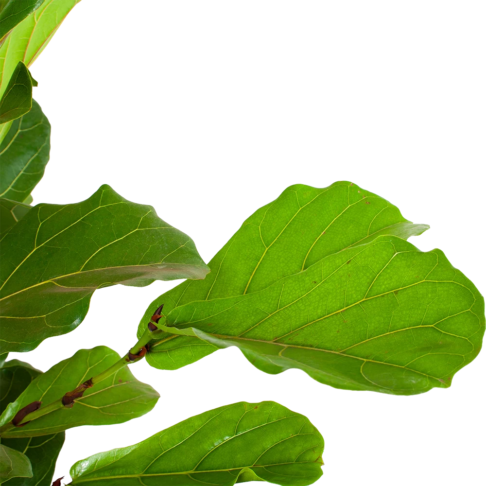 Ficus Lyrata Vertakt - Tabaksplant - P40 H160 - Kamerplant 4 Ficus Lyrata Vertakt - Tabaksplant - P40 H160 - Kamerplant - Afbeelding 2