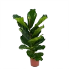 Ficus Lyrata - Tabaksplant - Toef - P17 H90 - Kamerplant
