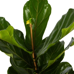 Ficus Lyrata - Tabaksplant - Toef - P17 H90 - Kamerplant 8 Ficus Lyrata - Tabaksplant - Toef - P17 H90 - Kamerplant -Tuin & Buiten Korting Winkel ficus lyrata tabaksplant toef p17 h90 5