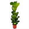 Ficus Lyrata - Tabaksplant - Toef - P21 H90 - Kamerplant -Tuin & Buiten Korting Winkel ficus lyrata tabaksplant toef p21 h90 1 1