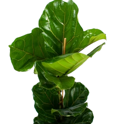 Ficus Lyrata - Tabaksplant - Toef - P21 H90 - Kamerplant -Tuin & Buiten Korting Winkel ficus lyrata tabaksplant toef p21 h90 6 1