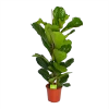 Ficus Lyrata - Tabaksplant - Toef - P24 H120 - Kamerplant -Tuin & Buiten Korting Winkel ficus lyrata tabaksplant toef p24 h120 1